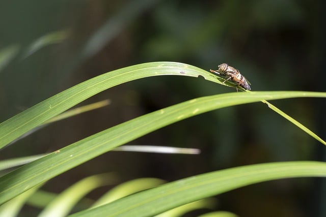 Free download fly insect wings entomology free picture to be edited with GIMP free online image editor