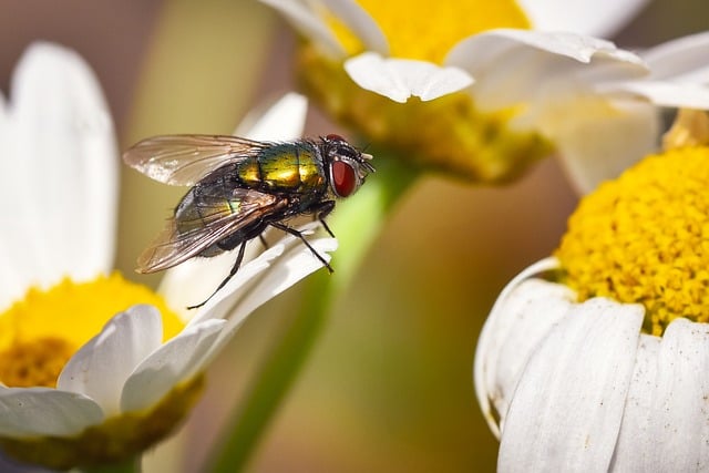 Free download fly marguerite insect flower free picture to be edited with GIMP free online image editor
