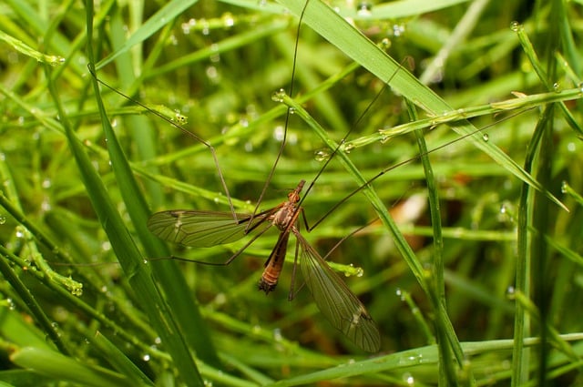 Free download fly mosquito insect grass dewdrops free picture to be edited with GIMP free online image editor