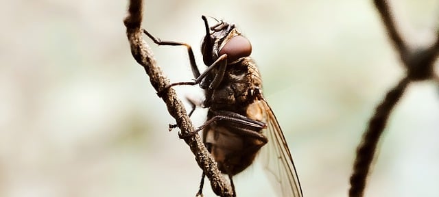 Free download fly nature animal feathers free picture to be edited with GIMP free online image editor