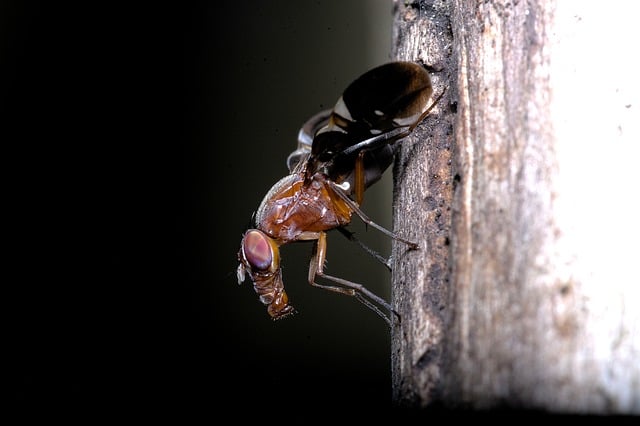Free download fly nature insect animal forest free picture to be edited with GIMP free online image editor