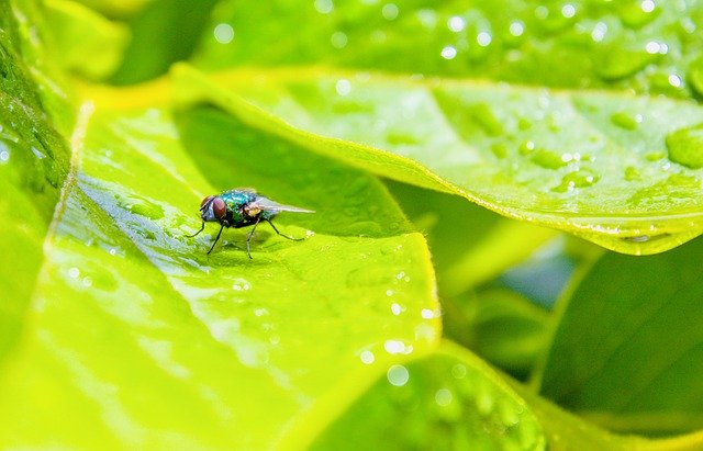 Unduh gratis Fly Outside Leaf - foto atau gambar gratis untuk diedit dengan editor gambar online GIMP