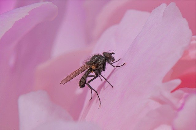 Muat turun percuma Fly Pink Wing - foto atau gambar percuma untuk diedit dengan editor imej dalam talian GIMP