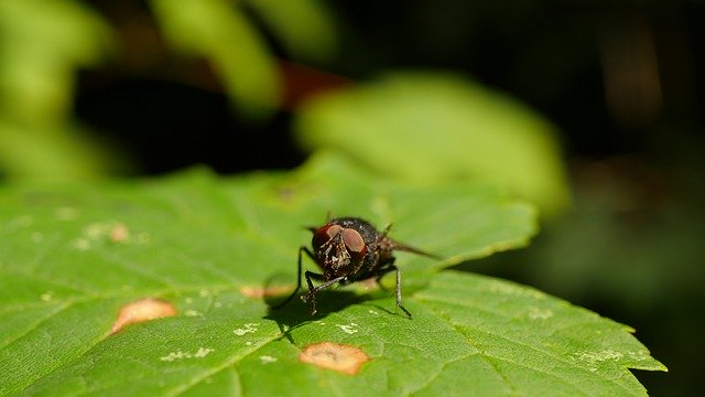 Descărcare gratuită Fly Public Record Flight Insect - fotografie sau imagini gratuite pentru a fi editate cu editorul de imagini online GIMP