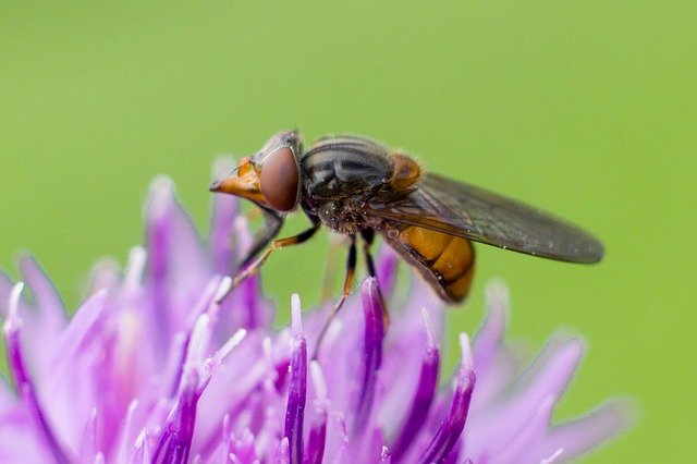 Free download fly purple b blossom bloom flower free picture to be edited with GIMP free online image editor