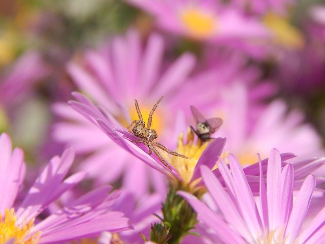 Bezpłatne pobieranie Fly Spider Summer - bezpłatne, bezpłatne zdjęcie lub obraz do edycji za pomocą internetowego edytora obrazów GIMP