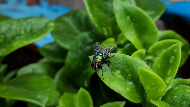 Free download fly wings insect entomology leaves free picture to be edited with GIMP free online image editor