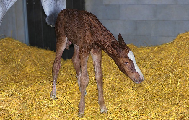 Free download foal brown birth box wet standing free picture to be edited with GIMP free online image editor