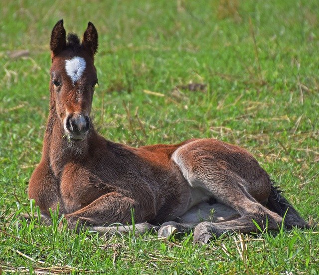 Free download Foal Filly Colt -  free photo or picture to be edited with GIMP online image editor