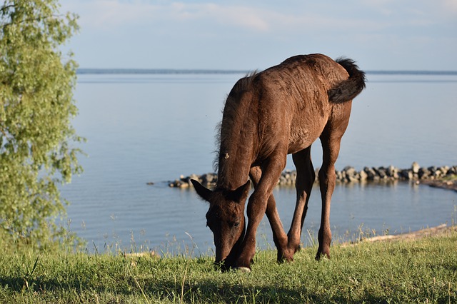 Free download foal graze horse summer meadow free picture to be edited with GIMP free online image editor