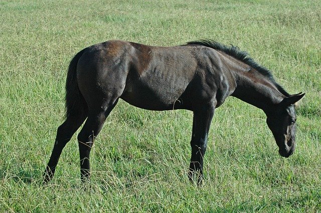 Download gratuito Foal Horse Filly: foto o immagine gratuita da modificare con l'editor di immagini online GIMP