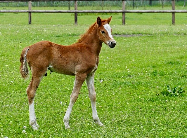 Free picture Foal Young Horse Blaze -  to be edited by GIMP free image editor by OffiDocs