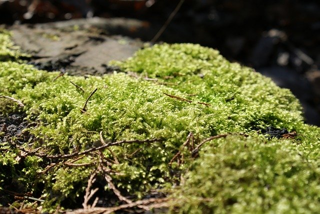 Descărcare gratuită Foam Nature Forest - fotografie sau imagine gratuită pentru a fi editată cu editorul de imagini online GIMP