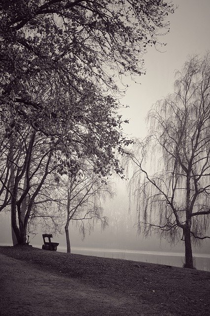 Free download Fog Black And White Trees -  free photo or picture to be edited with GIMP online image editor