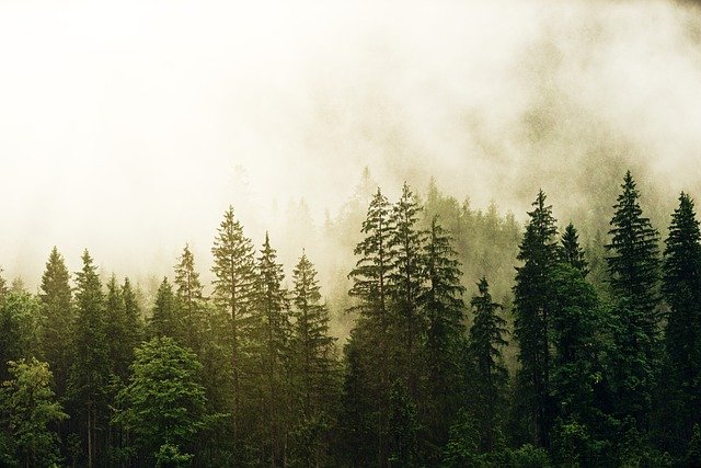 Free download fog coniferous forest tomorrow free picture to be edited with GIMP free online image editor