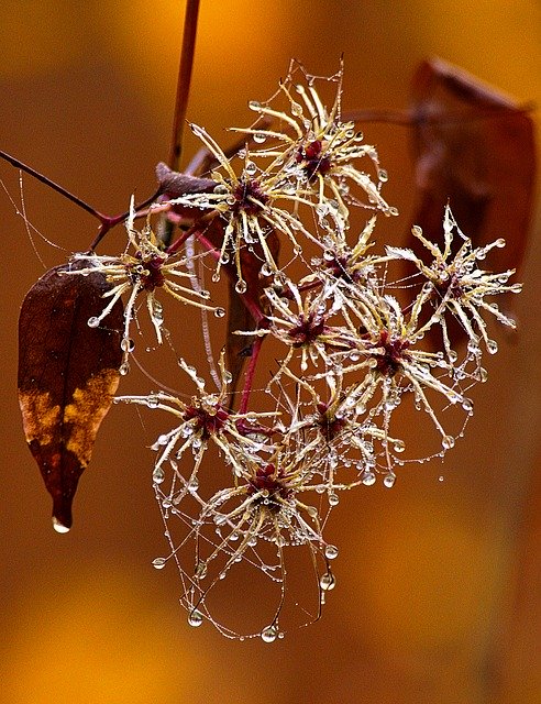 Free download Fog Dewdrop Infructescence -  free photo or picture to be edited with GIMP online image editor