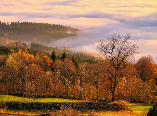 Kostenloser Download von Nebel, nebliger Wald, Natur, Dunst, Herbst, kostenloses Bild zur Bearbeitung mit dem kostenlosen Online-Bildeditor GIMP