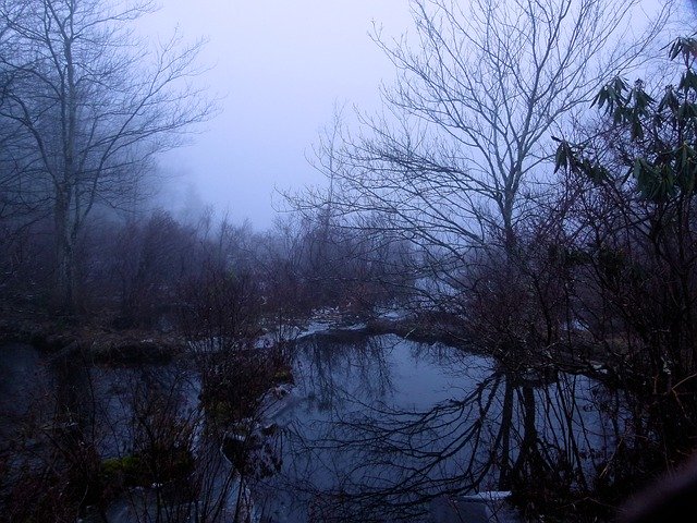 Free picture Fog Foggy Wetland -  to be edited by GIMP free image editor by OffiDocs