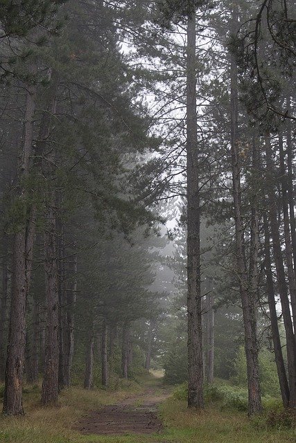 Bezpłatny szablon zdjęć Fog Forest Morning do edycji za pomocą internetowego edytora obrazów GIMP