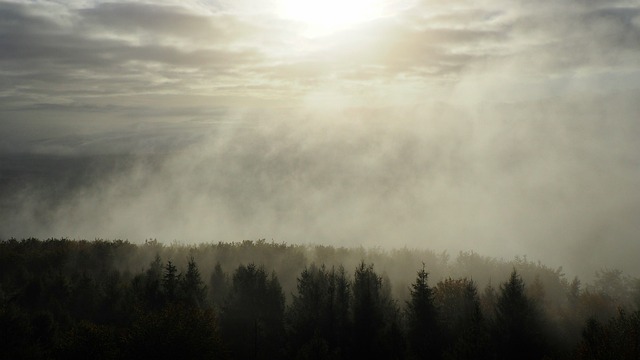 Free graphic fog forest nature landscape clouds to be edited by GIMP free image editor by OffiDocs
