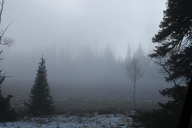 Gratis download Fog Forest Tree - gratis foto of afbeelding om te bewerken met GIMP online afbeeldingseditor