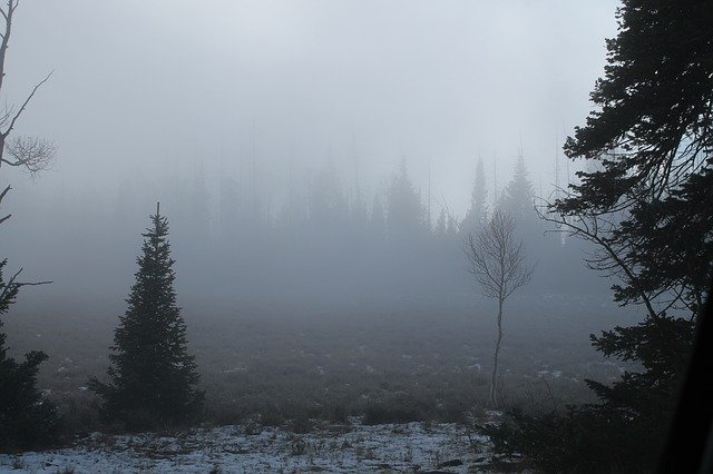 Descărcare gratuită Fog Forest Tree - fotografie sau imagini gratuite pentru a fi editate cu editorul de imagini online GIMP