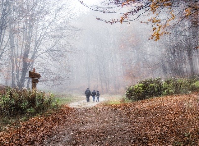 ດາວ​ໂຫຼດ​ຟຣີ Fog Forest Trees - ຮູບ​ພາບ​ຟຣີ​ຫຼື​ຮູບ​ພາບ​ທີ່​ຈະ​ໄດ້​ຮັບ​ການ​ແກ້​ໄຂ​ກັບ GIMP ອອນ​ໄລ​ນ​໌​ບັນ​ນາ​ທິ​ການ​ຮູບ​ພາບ​