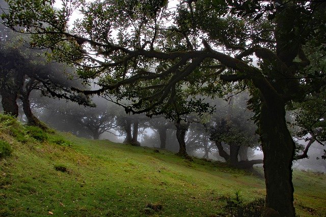 Free download fog forest trees woods nature free picture to be edited with GIMP free online image editor