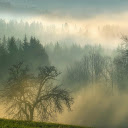 Foggy forest  screen for extension Chrome web store in OffiDocs Chromium