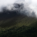 Foggy green forest  screen for extension Chrome web store in OffiDocs Chromium