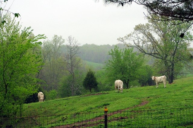 Descărcare gratuită Foggy Ozark Pasture Trees Cows - fotografie sau imagine gratuită pentru a fi editată cu editorul de imagini online GIMP