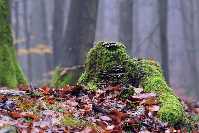 Free download fog hazy morning forest nature free picture to be edited with GIMP free online image editor