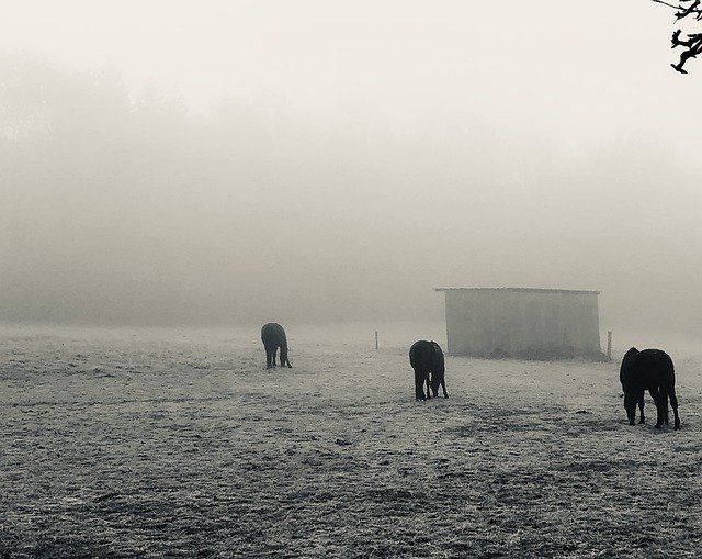 Sis Atları Sonbahar'ı ücretsiz indirin - GIMP çevrimiçi resim düzenleyiciyle düzenlenecek ücretsiz ücretsiz fotoğraf veya resim