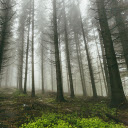 Fog in the pine forest  screen for extension Chrome web store in OffiDocs Chromium