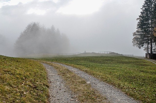 Darmowe pobieranie Drzewa mgły pejzażowej - darmowe zdjęcie lub obraz do edycji za pomocą internetowego edytora obrazów GIMP