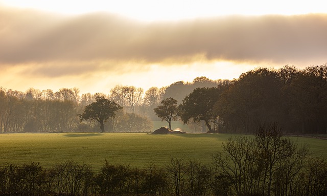 Free download fog morning nature mist sunrise free picture to be edited with GIMP free online image editor