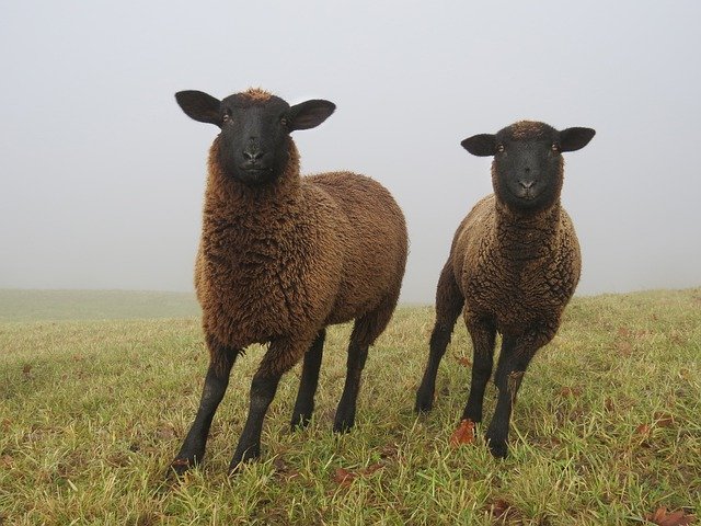 Template Photo Fog Sheep Autumn -  for OffiDocs
