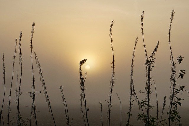 Descarga gratuita Fog Sunrise Grasses: foto o imagen gratuita para editar con el editor de imágenes en línea GIMP