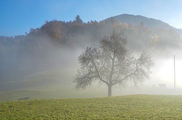 Darmowe pobieranie Krajobraz drzewa mgły - darmowe zdjęcie lub obraz do edycji za pomocą internetowego edytora obrazów GIMP