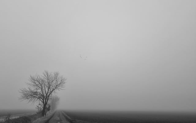 Free download fog tree melancholy november bleak free picture to be edited with GIMP free online image editor