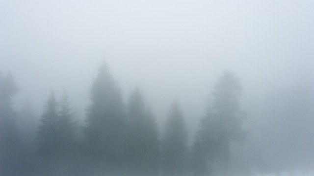Descărcare gratuită Fog Trees Canada - fotografie sau imagini gratuite pentru a fi editate cu editorul de imagini online GIMP