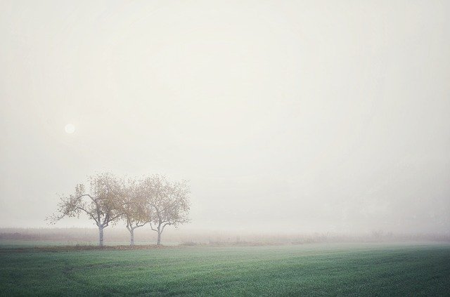 Безкоштовно завантажте Fog Trees Valley — безкоштовну фотографію чи зображення для редагування за допомогою онлайн-редактора зображень GIMP