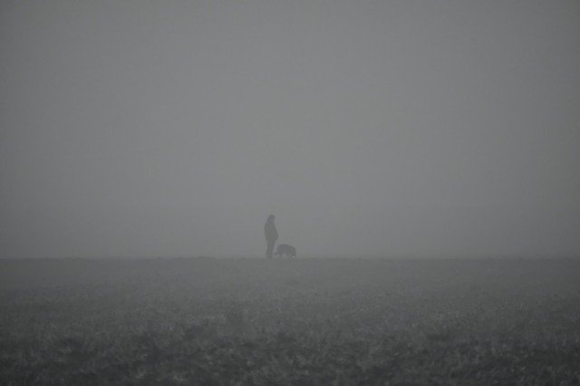 Template Photo Fog Walk Dog -  for OffiDocs