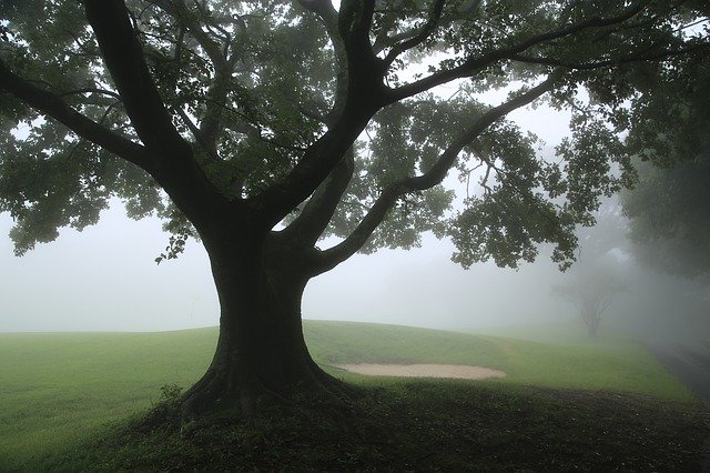 Descarga gratuita Fog Wood Forest: foto o imagen gratuita para editar con el editor de imágenes en línea GIMP