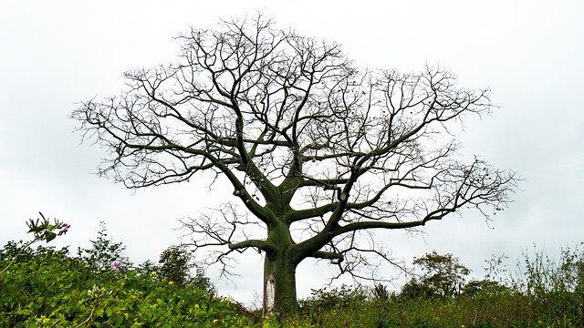 قم بتنزيل Foil Silk Tree Palo Boracho مجانًا - صورة مجانية أو صورة ليتم تحريرها باستخدام محرر الصور عبر الإنترنت GIMP