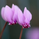 Folded petal flower  screen for extension Chrome web store in OffiDocs Chromium