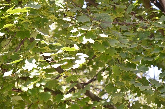 ดาวน์โหลดฟรี Foliage Autumn - ภาพถ่ายหรือรูปภาพฟรีที่จะแก้ไขด้วยโปรแกรมแก้ไขรูปภาพออนไลน์ GIMP