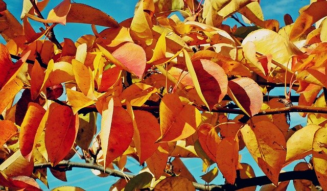 Kostenloser Download Foliage Autumn Branch - kostenloses Foto oder Bild zur Bearbeitung mit GIMP Online-Bildbearbeitung