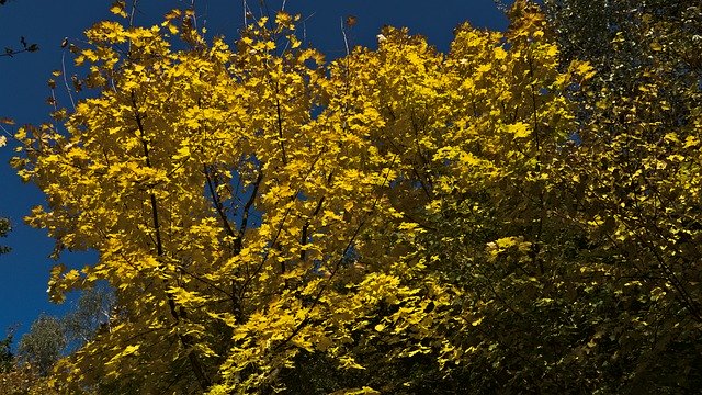 Free download Foliage Autumn In The Fall -  free photo or picture to be edited with GIMP online image editor