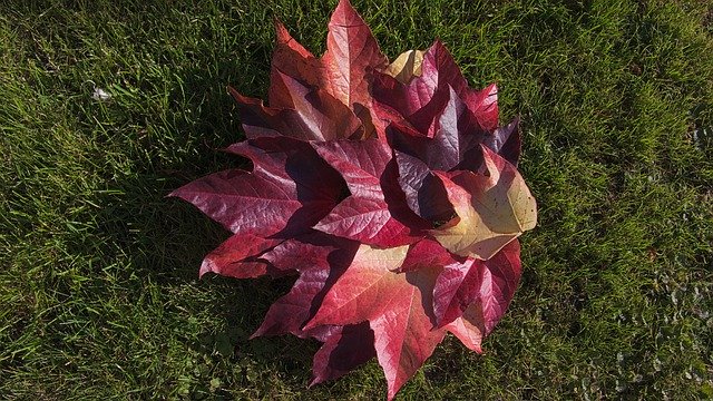Безкоштовно завантажте Foliage Autumn Mood - безкоштовну фотографію чи малюнок для редагування за допомогою онлайн-редактора зображень GIMP